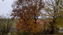 Die A.V.E informiert: Die Biotonne im Herbst